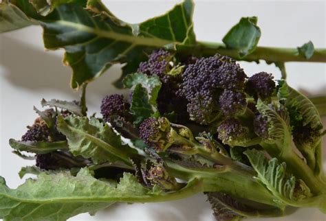 How To Cook Purple Sprouting Broccoli Seasonal Tasty Vegetable