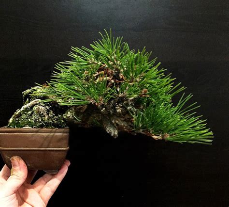 Taming Redirecting Growth On A Shohin Japanese Black Pine Bonsai Bark
