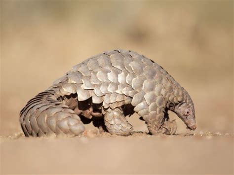 China Removes Pangolin Scales From Traditional Medicine List