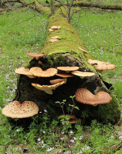 Edible Mushrooms That Grow On Trees In Ohio Yolonda Barry