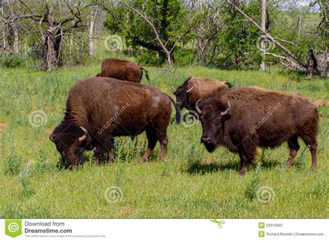 Um Grupo Pequeno De Americano Bison Roaming A Escala Em ...