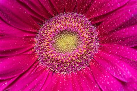 Premium Photo Red Gerbera Flower With Water Drops Close Up