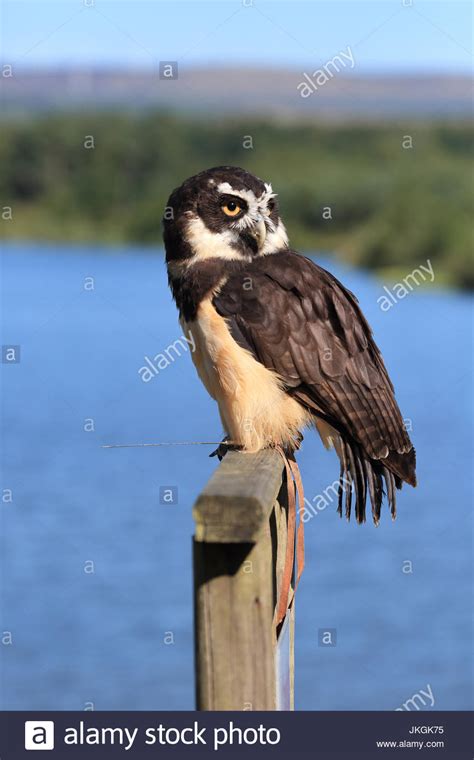 Spectacled Owl In Flight Hi Res Stock Photography And Images Alamy