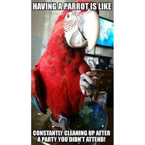 Bird Memes Parrot Funny Parrots Pet Birds