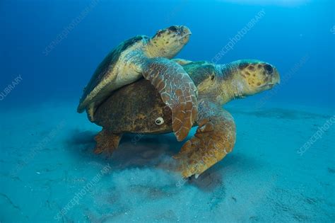 Mating Loggerhead Turtles Stock Image C009 2708 Science Photo Library