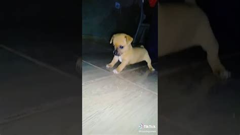 Cachorro Bebe Novo Youtube