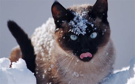 Cat In Snow Download Hd Wallpapers And Free Images