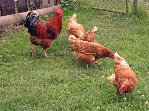 Chicken Diseases and Treatment - Sustainable Farming ... It's their wonderful color and provenance that make me love them, too!