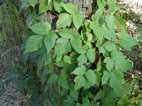 Poison Ivy How To Identify And Kill It Without Damaging Other Plants Homegarden