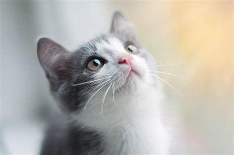 See full list on petyak.com When Do Kittens Open Their Eyes? | Cuteness