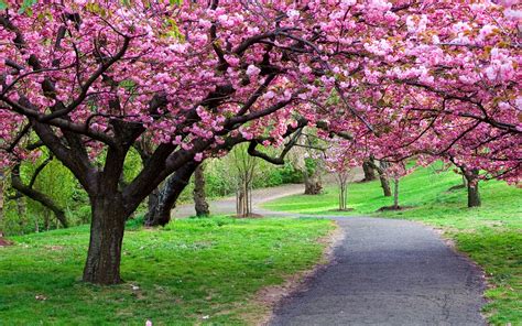 Spring Cherry Blossoms Desktop Wallpapers Top Free Spring Cherry