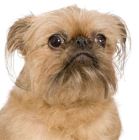 15 Weirdest Dog Breeds We Love