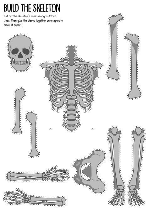 Human Skeleton Labeled Human Skeleton Bones Human Skeleton Anatomy
