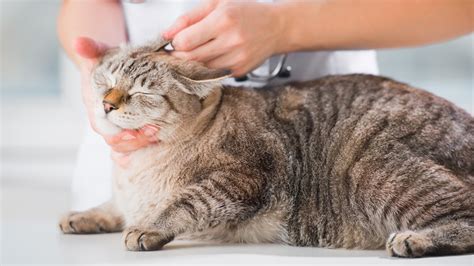 As with any new product you introduce into your home, we recommend testing the product to see how you and/or your pets react. Síntomas de la leishmaniosis en gatos
