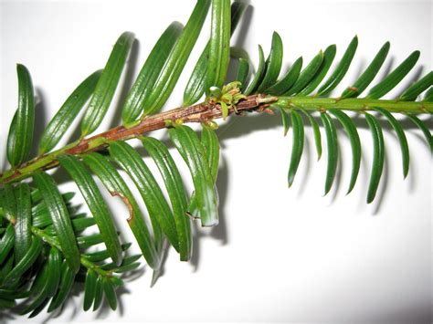 Yew Tree Guide Uk Common Yew Tree Identification