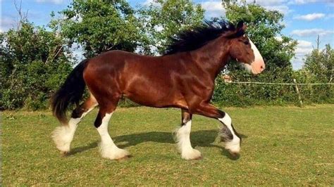 Gait Of Clydesdale Horse Draft Horse Breeds Draft Horses Pretty
