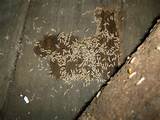Images of Termite Activity