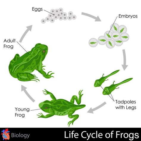 Life cycle of a frog. Life Cycle of Frogs | Science, Science for kids and Life ...