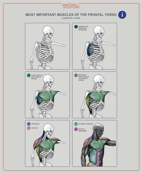 Muscles of the neck and torso classic human anatomy in motion the. Muscles Of Anterior Torso - ladiesofbellavista