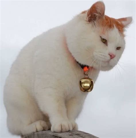 The 25 Best Fluffy Cat Breeds Ideas On Pinterest Cute Cat Breeds