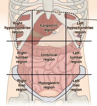 But there are also plotted labeled ordered pair of numbers that go on the quadrants. 9 quadrants of the abdomen - Canadian PA