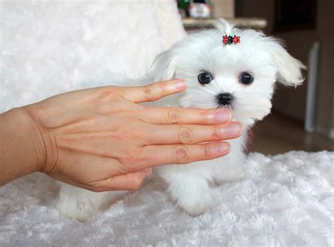 Original #teacuppuppy breeds, luxurious healthy exquisite puppy with reasonable price, shipping worldwide directly from korea @teacuppuppyboutique www.teacuppuppykorea.com. Micro Teacup Maltese Puppy - for sale Platinum Puppy ...