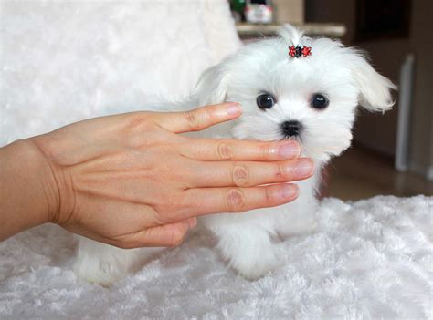 I didn't know he was a maltese, he was just a little dirty dog. Micro Teacup Maltese Puppy - for sale Platinum Puppy ...