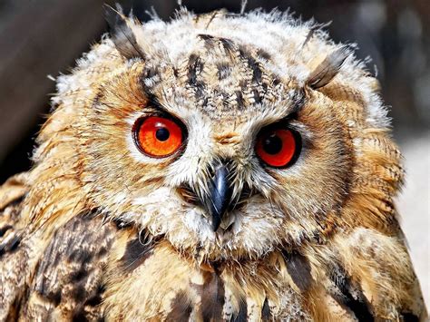 Wallpaper Red Eyes Owl Front View Feathers 1920x1440 Hd Picture Image