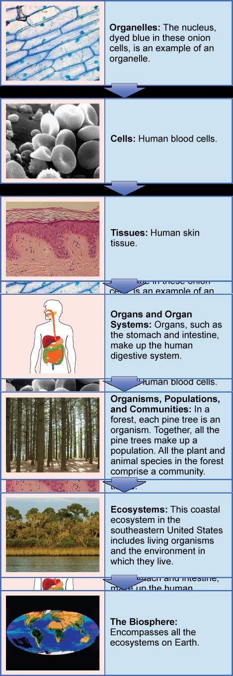 Characteristics Of Life Bio103 Human Biology