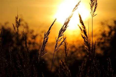 Close Up Of Wheat Field Against Sky At Sunset · Free Stock Photo