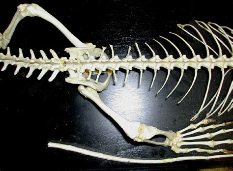 Biology 453 - AMNIOTE SKELETON PHOTOS