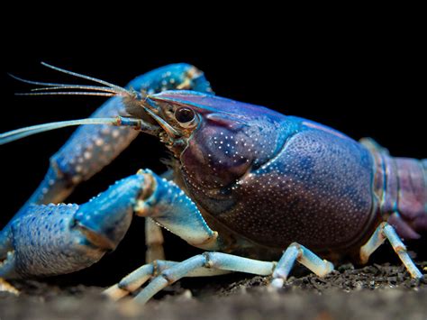 Electric Blue Crayfish Procambarus Alleni Tank Bred