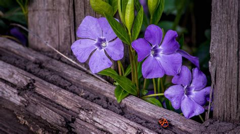 About 706 results (0.37 seconds). Beetle Periwinkle On Wooden Fence HD Flowers Wallpapers ...