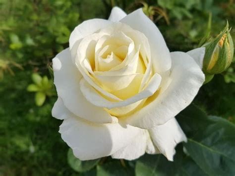 Gambar Bunga Rose Putih Piers Ball