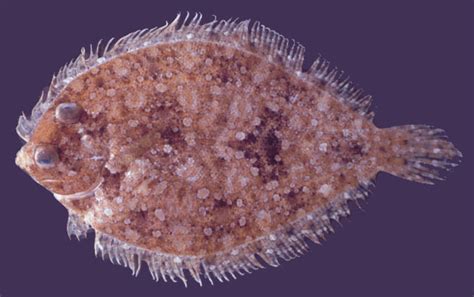 Bothus Ocellatus Agassiz 1831