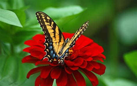 Butterfly And Flower Wallpaper K Images And Photos Finder