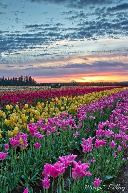 Wooden Shoe Tulip Farm Sunrise Woodburn Oregon Photo By Margot Kelley