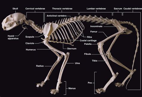 Cat Skeleton Diagram Quizlet