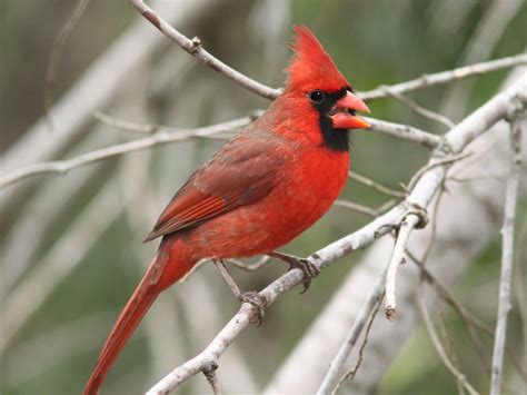 Crafting Cardinal Bird Pom Pom A Step By Step Guide Birds Of The Wild