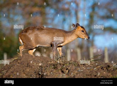 Muntjac Deer Muntiacus Reevesi Female Uk Stock Photo Alamy