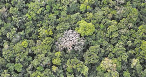 More Than Half Of Amazon Tree Species At Risk Of