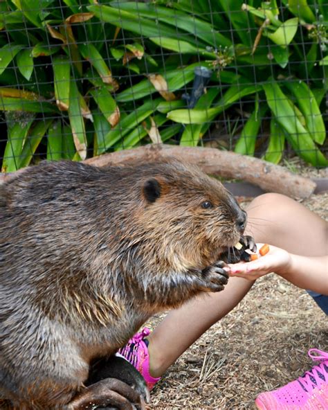 5 Beaver Facts For World Beaver Day Seaworld San Diego Blog