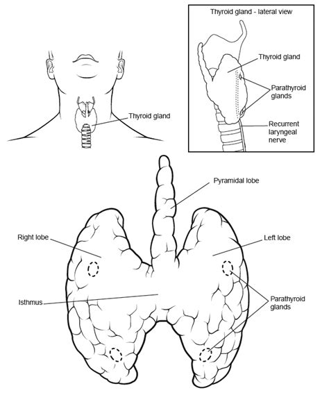 Anatomy Of Thyroid Gland Enlarged Thyroidfor General Public