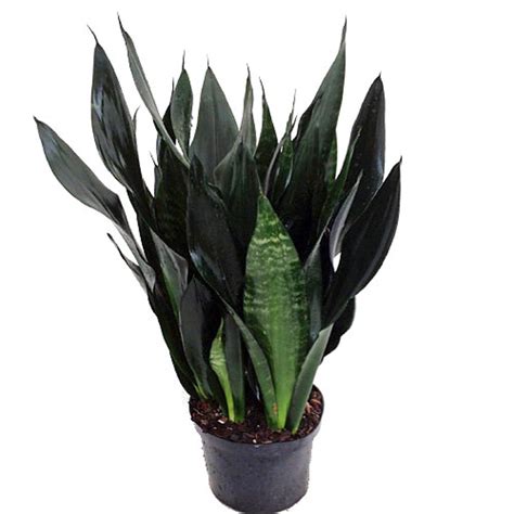 Robusta Black Snake Plant Sanseveria Almost Impossible To Kill 6