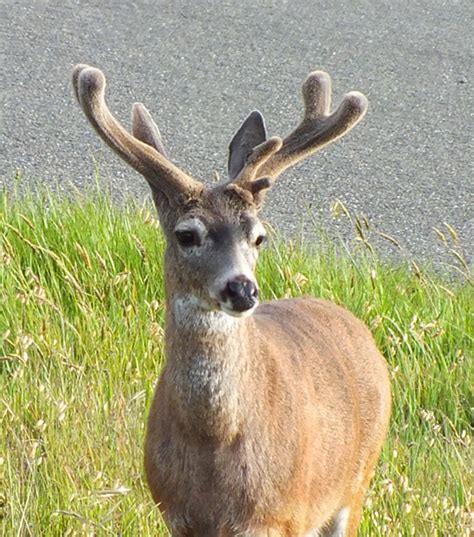 Buck definition, the male of the deer, antelope, rabbit, hare, sheep, or goat. Bucks in velvet - Mendonoma Sightings