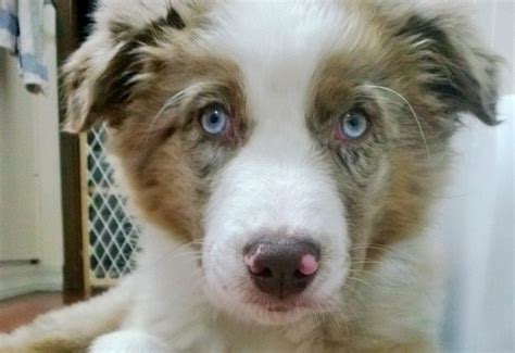 Australian Shepherd Puppies For Adoption Brisbane Mimmslaedche