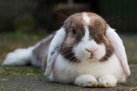 Neutering Rabbits Advantages Parkside Vets Pets