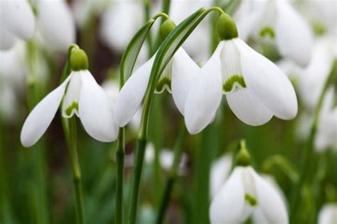 How To Plant Snowdrops 8 Steps For Growing Winters Early Bloomers