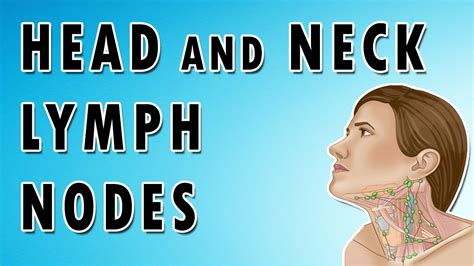 Lymph Nodes In The Neck Occipital Auricular Cervical Submandibular