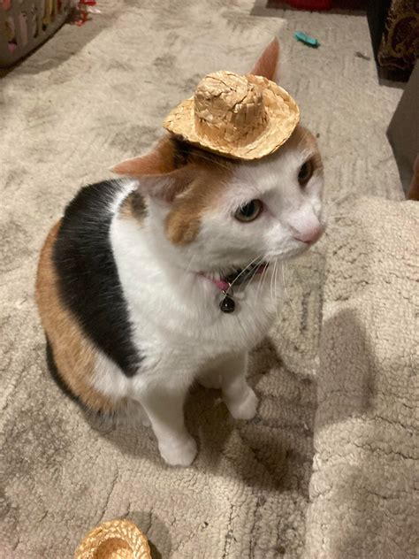 Psbattle Cat Wearing Cowboy Hat Rphotoshopbattles